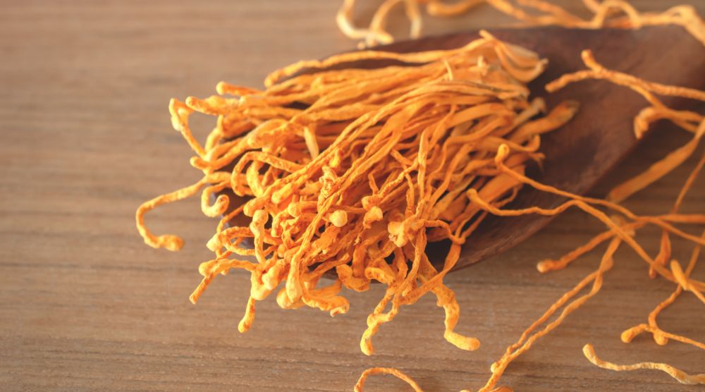 Do Cordyceps Increase Testosterone