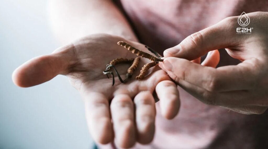 Does Cordyceps Really Increase Stamina