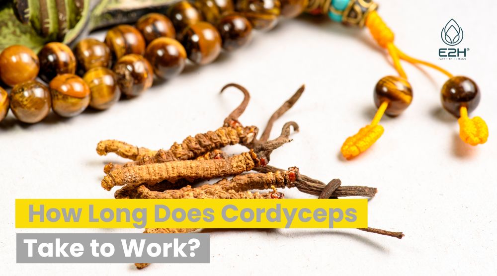 How Long Does Cordyceps Take to Work