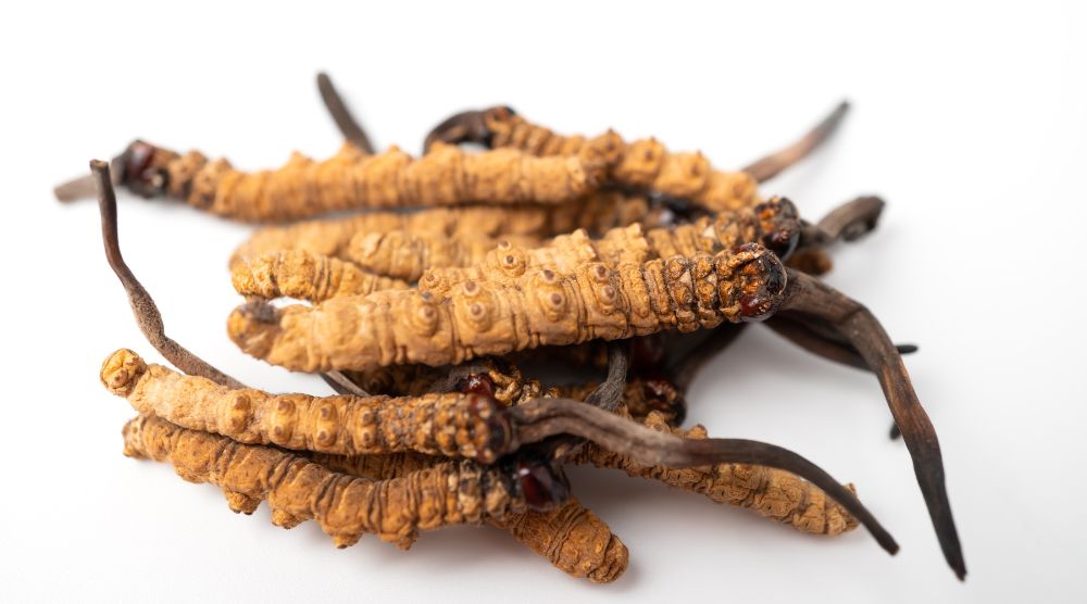 How Long Does Cordyceps Take to Work