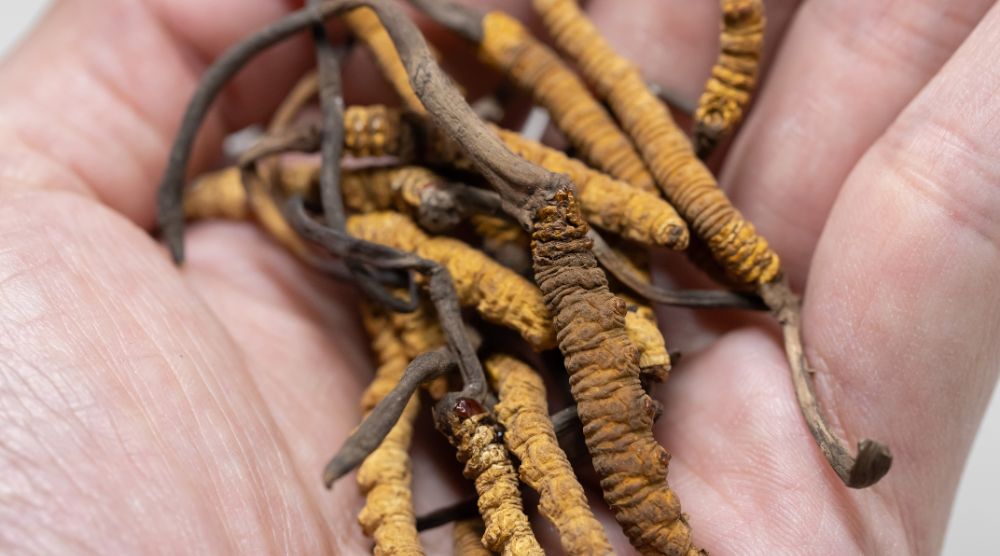 How to Grow Cordyceps