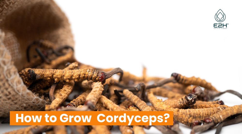 How to Grow Cordyceps