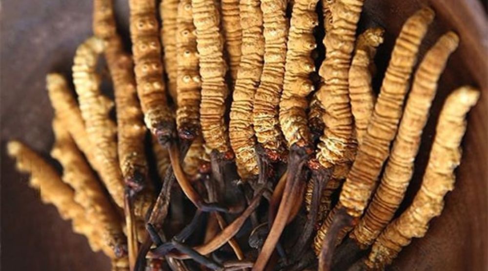 What To Avoid When Taking Cordyceps 1