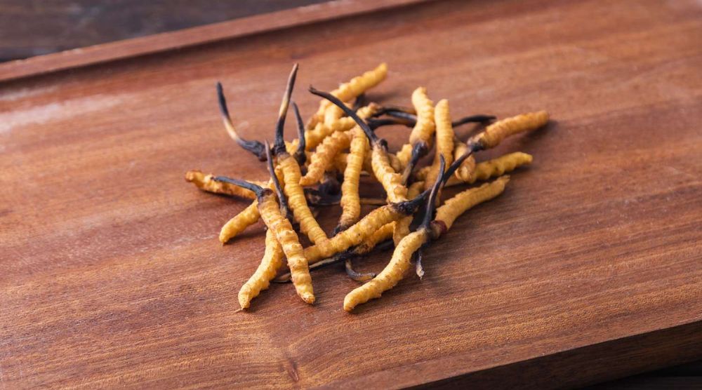 When To Take Cordyceps