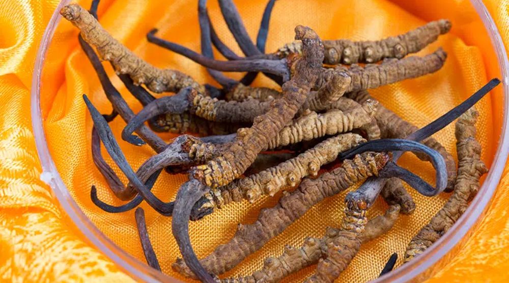 When to Take Cordyceps 1