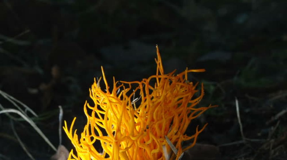 Where Do Cordyceps Grow