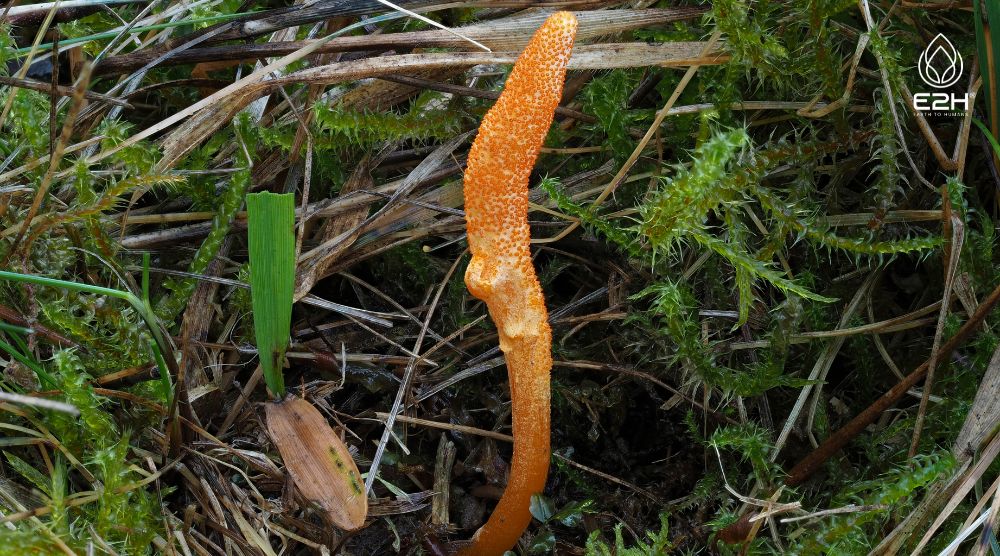 Where Do Cordyceps Grow