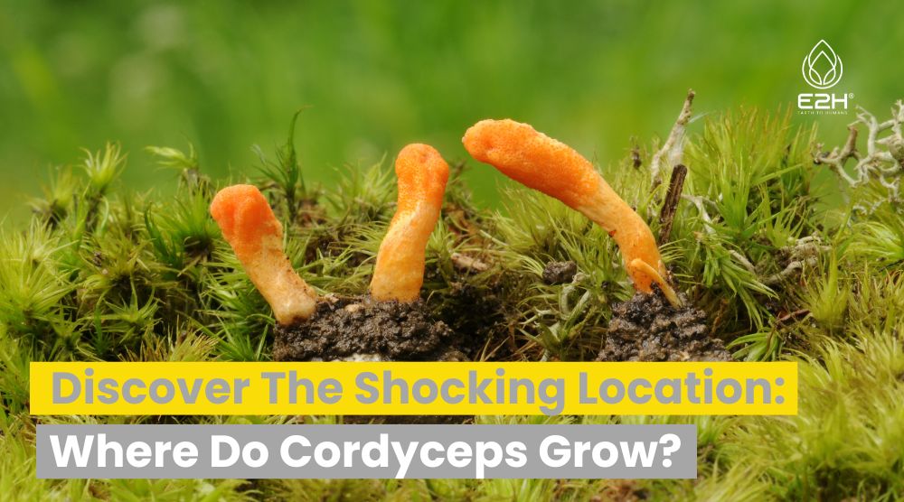 Where Do Cordyceps Grow