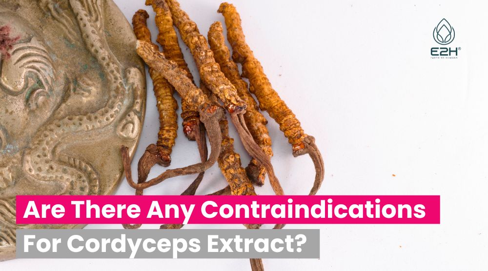 Are There Any Contraindications For Cordyceps Extract?