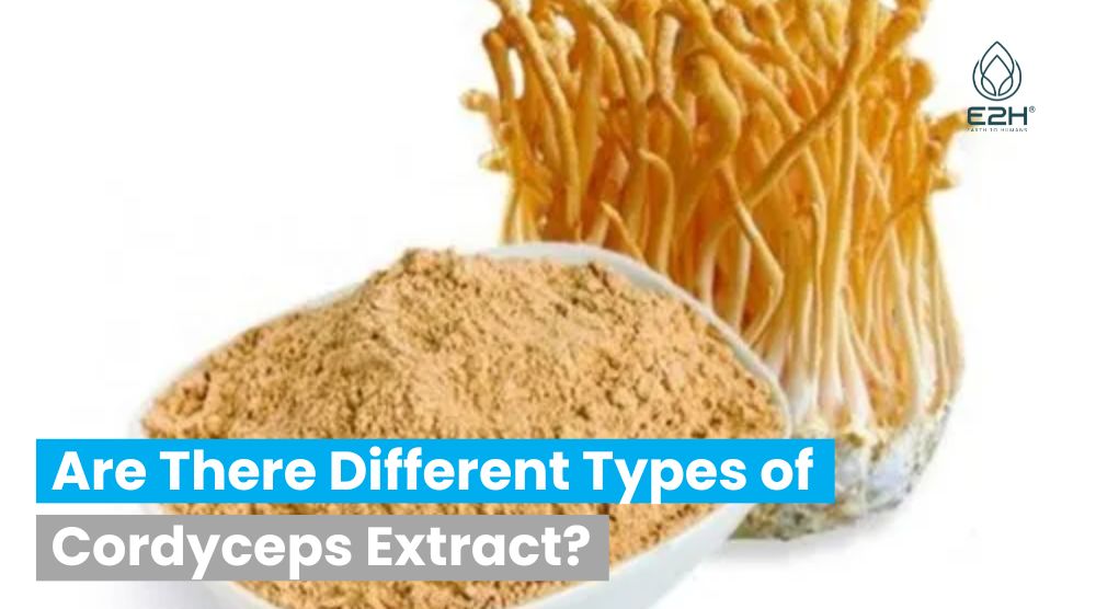 Are There Different Types of Cordyceps Extract?