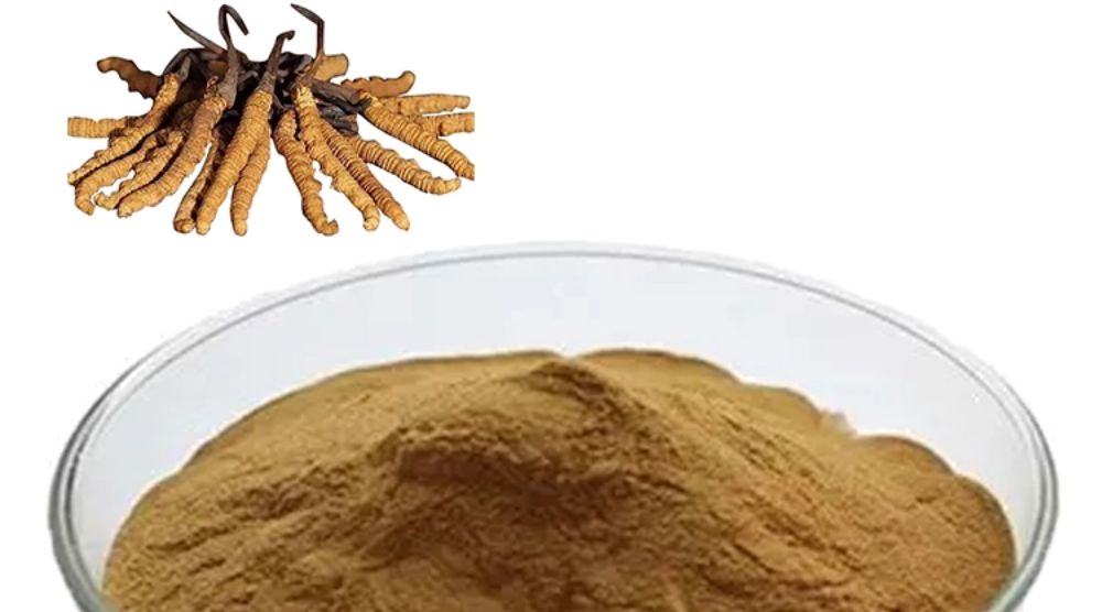 Are There Different Types of Cordyceps Extract? 2 Are There Different Types of Cordyceps Extract
