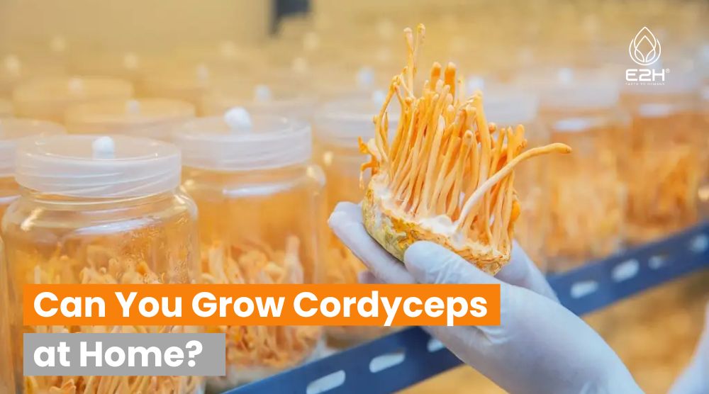 Can You Grow Cordyceps at Home