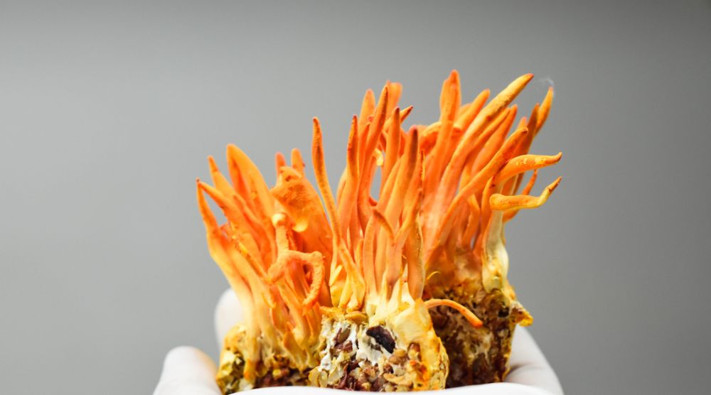 Can You Grow Cordyceps at Home