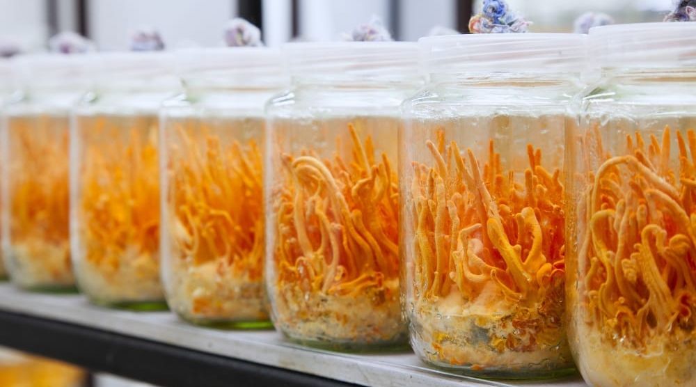 Can You Grow Cordyceps at Home