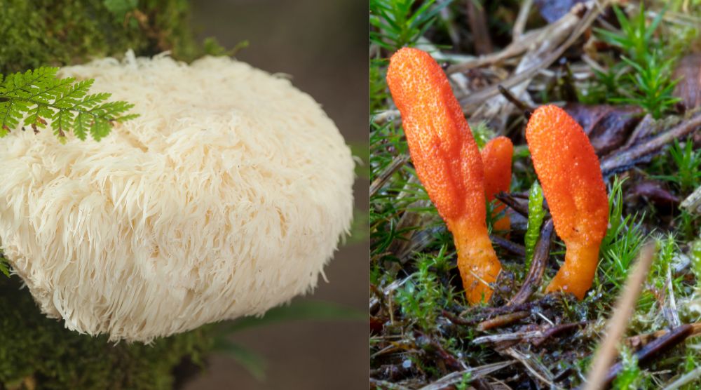 Can You Take Cordyceps and Lion's Mane Together