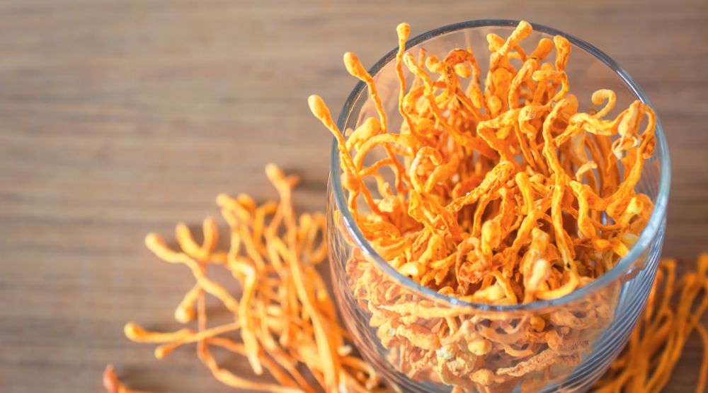 Contraindications For Cordyceps