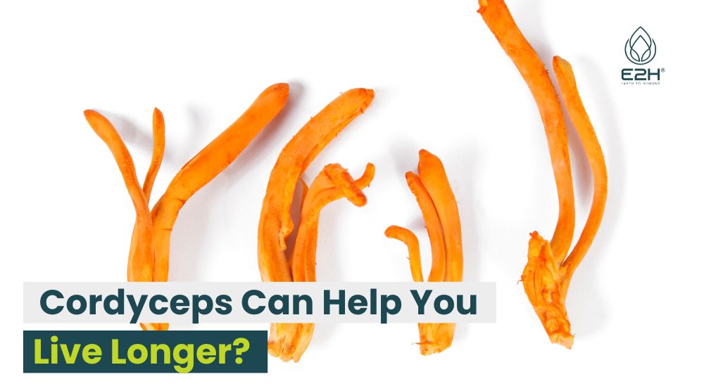 Cordyceps Can Help You Live Longer?