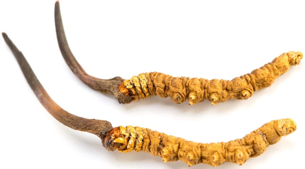 Cordyceps Can Help You Live Longer