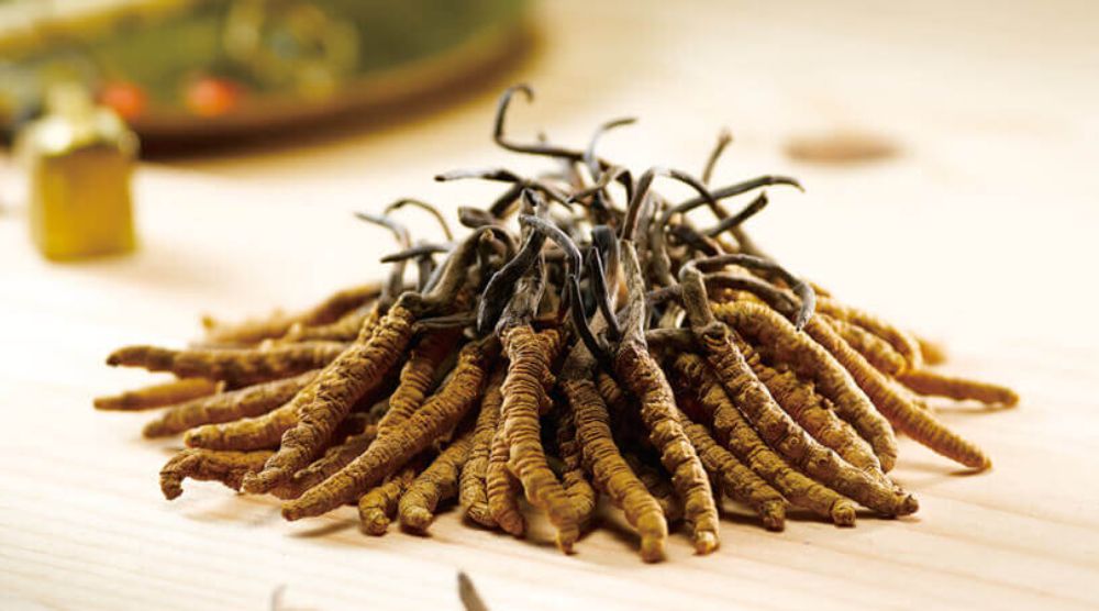 Cordyceps Can Help You Live Longer