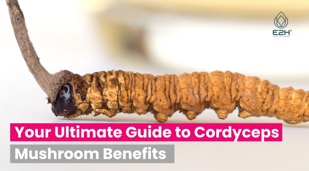 Your Ultimate Guide to Cordyceps Mushroom Benefits