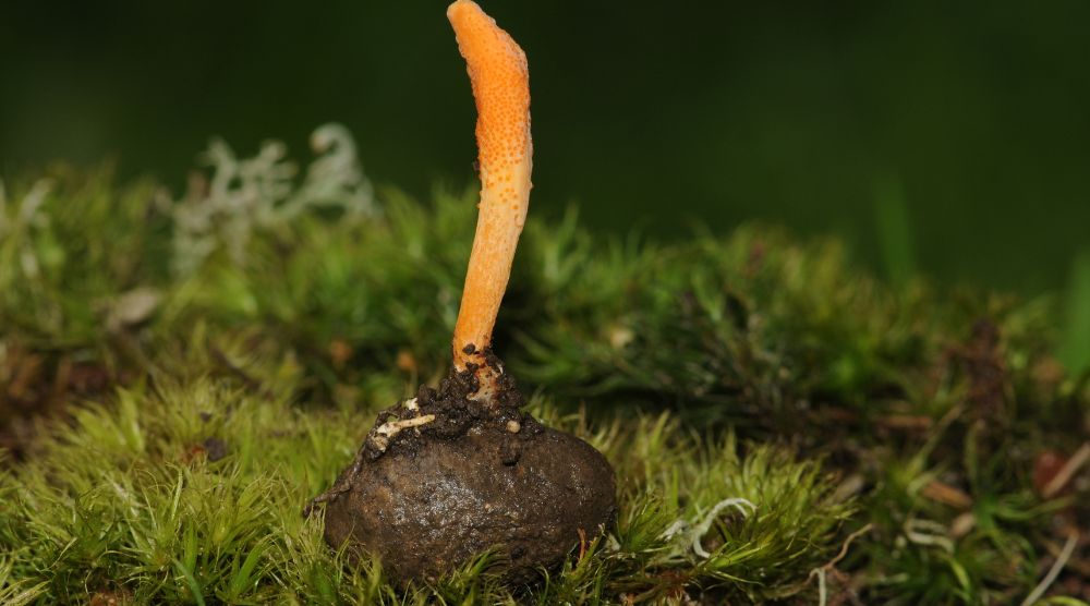 How Can Cordyceps Support Respiratory And Cardio Health