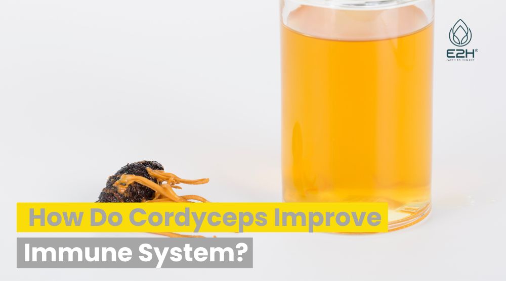 How Do Cordyceps Improve Immune System?