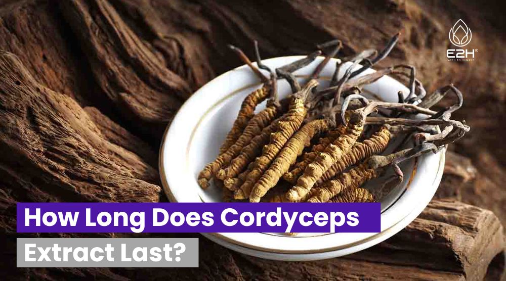 How Long Does Cordyceps Extract Last