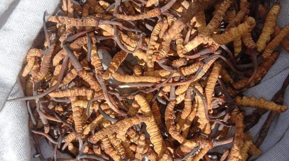 how long does cordyceps extract last