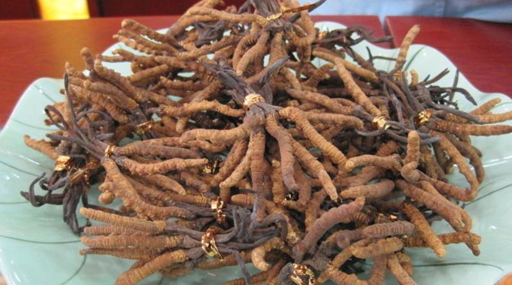 how long does cordyceps extract last