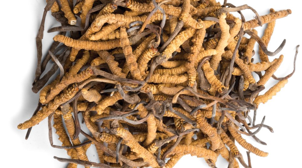 how long does cordyceps extract last