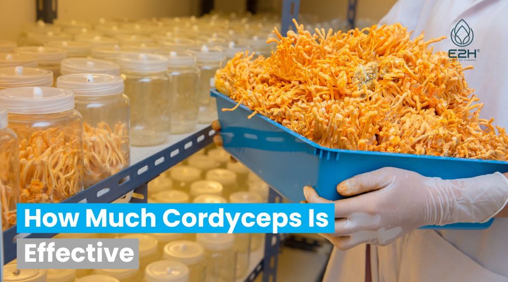 How Much Cordyceps Is Effective?