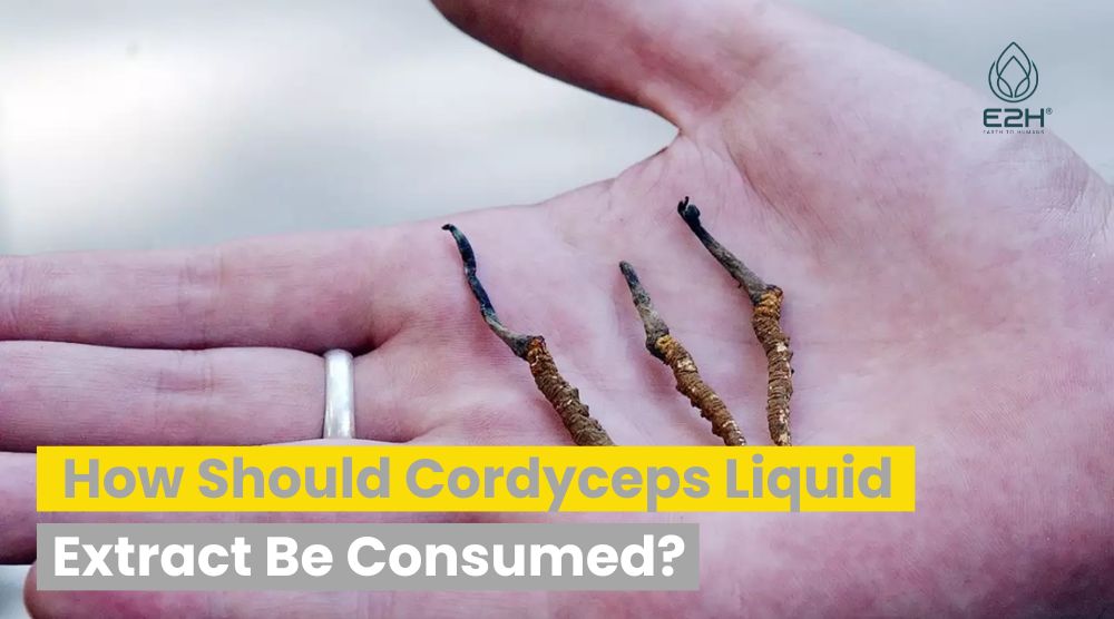 How Should Cordyceps Liquid Extract Be Consumed?