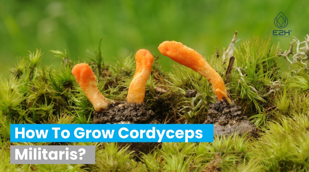 How To Grow Cordyceps Militaris?