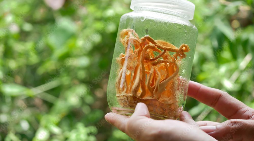 How To Grow Cordyceps Militaris