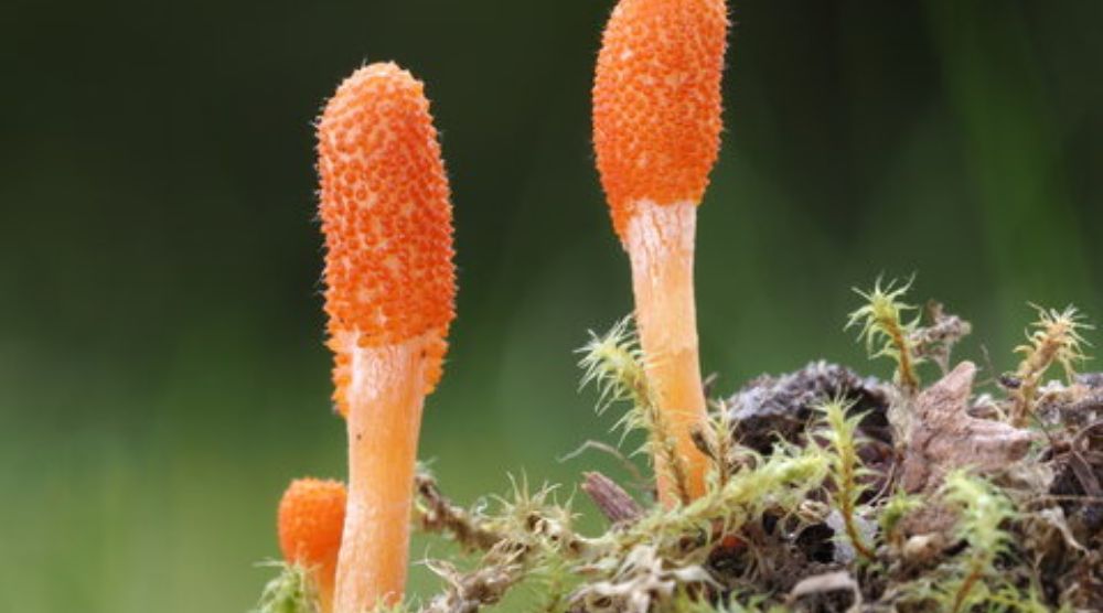 How To Grow Cordyceps Militaris