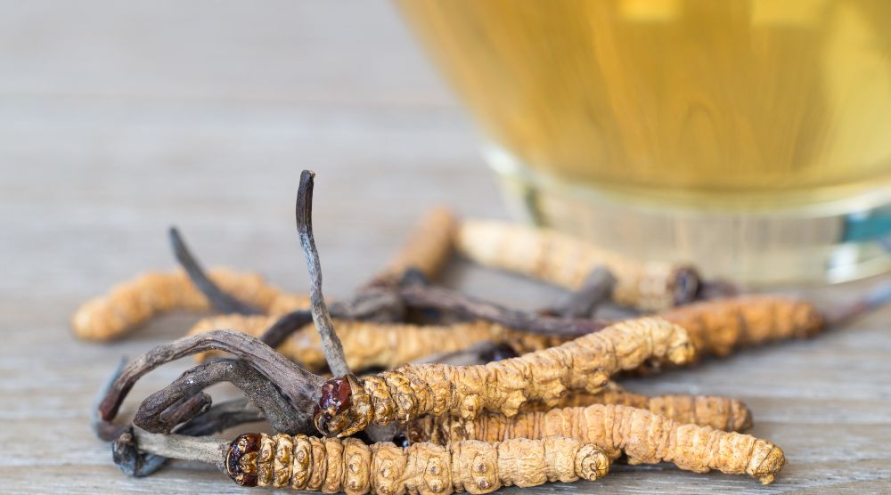 How To Take Cordyceps Mushroom Powder Extract