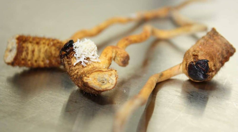 Is Cordyceps Extract a Natural Remedy For Low Libido