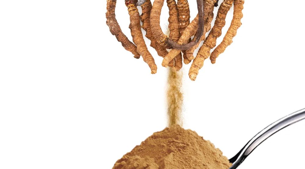 Is cs-4 The Best Extract For Cordyceps