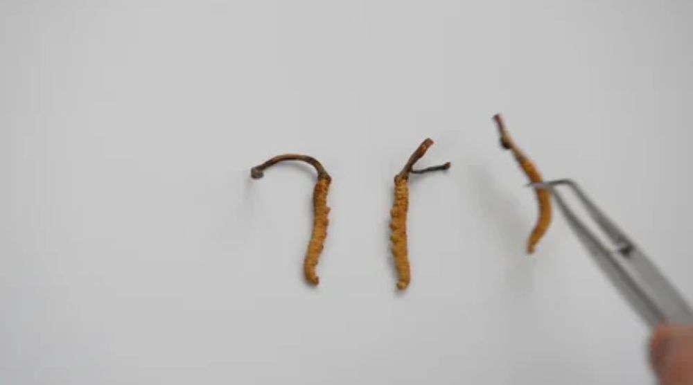 Science Behind Cordyceps