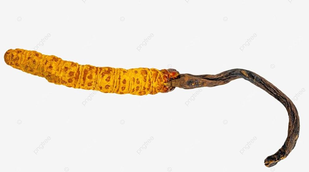 Science Behind Cordyceps