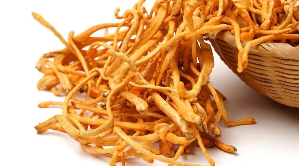 What Are The Nutritional Benefits Of Cordyceps