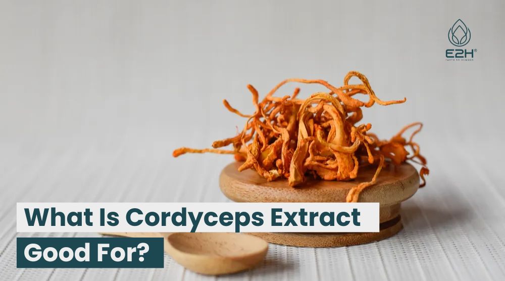 What Is Cordyceps Extract Good For