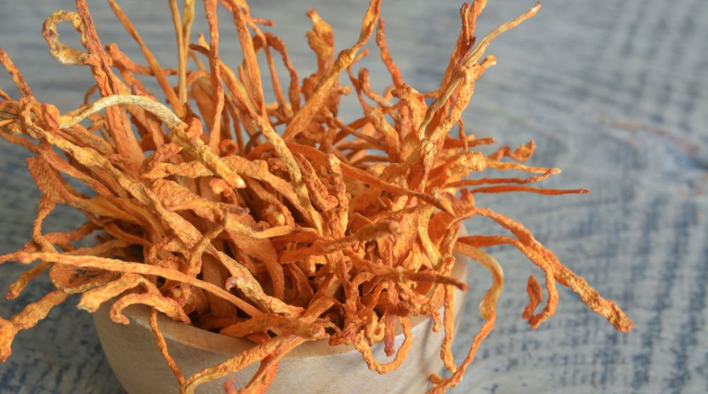 What Is Cordyceps Extract Good For