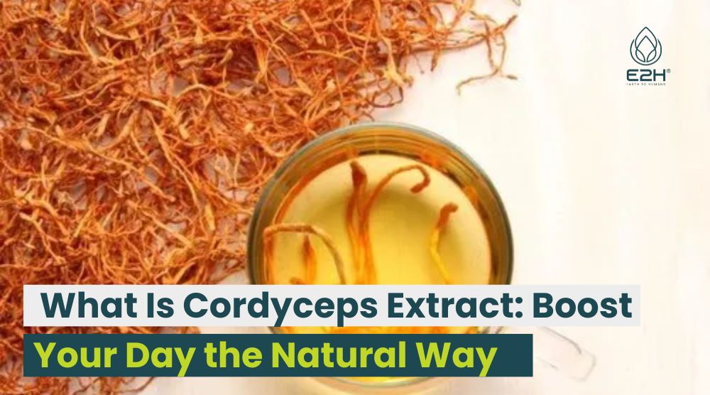 What Is Cordyceps Extract