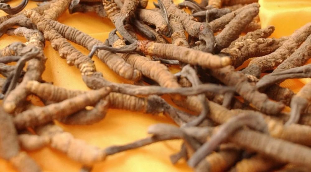 What Is Cordyceps Extract