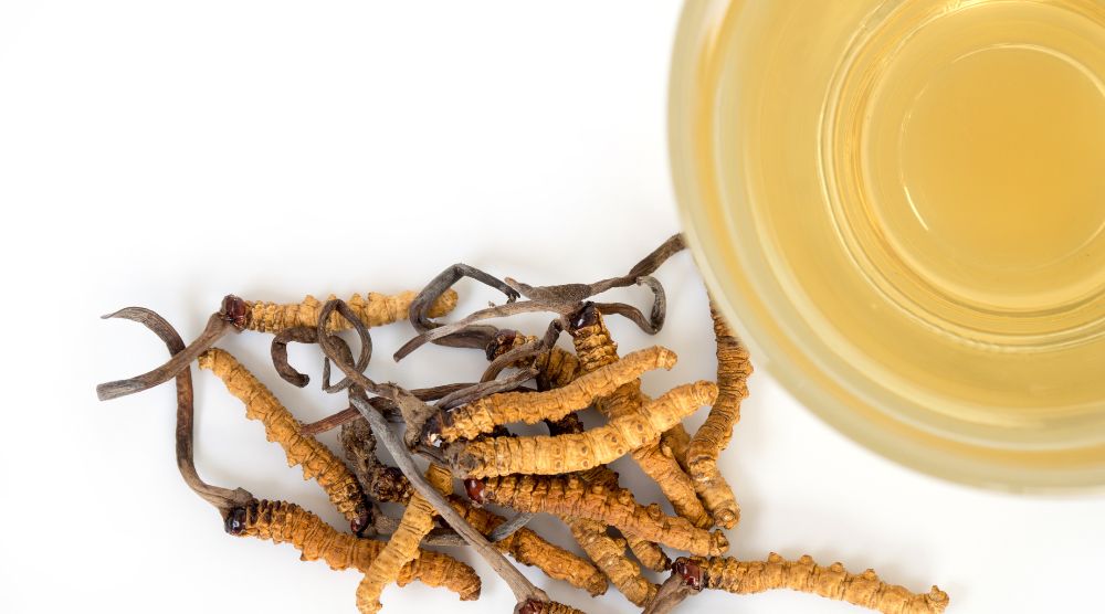 What Is Cordyceps Extract