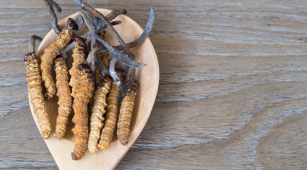 What Is Cordyceps Extract