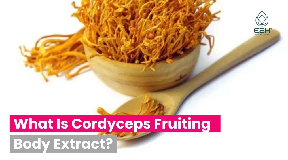 What Is Cordyceps Fruiting Body Extract?