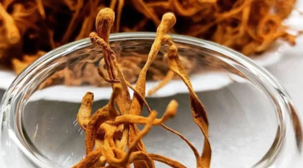 What Is Cordyceps Fruiting Body Extract