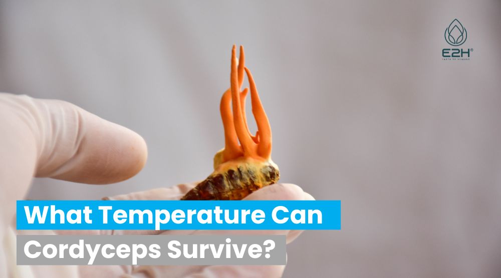 What Temperature Can Cordyceps Survive